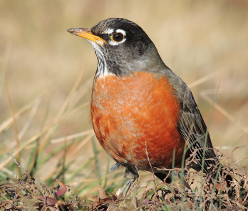 American Robin