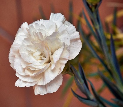 A white carnation as a symbol of Mother's Day