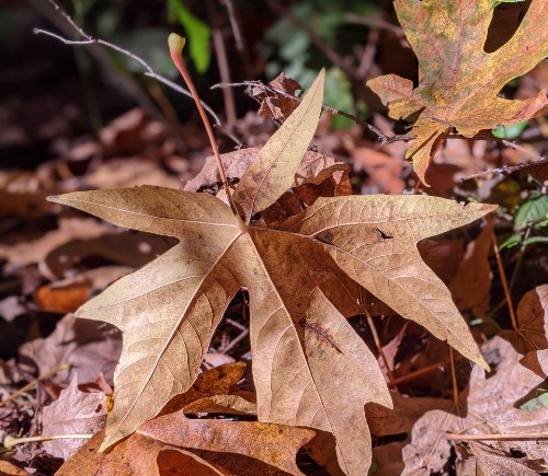 Autumn Leaf