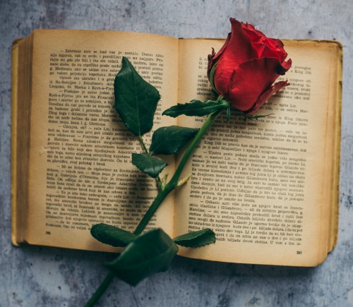 Rose and Book from Flickr user Nenad Stojkovic https://www.flickr.com/photos/nenadstojkovic/51258851565/in/photostream/