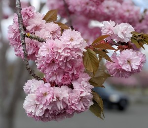 Cherry Blossoms