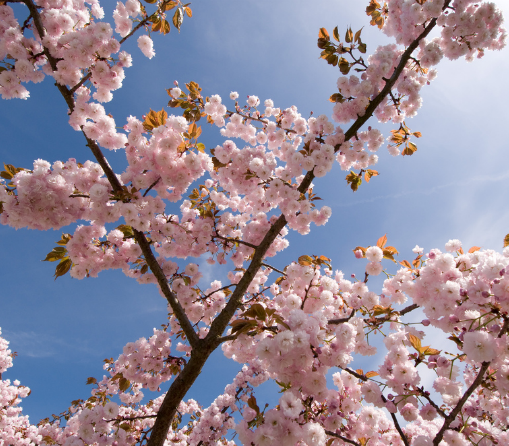 Cherry Blossoms